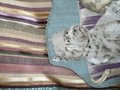 Couch dogs crossbody bag